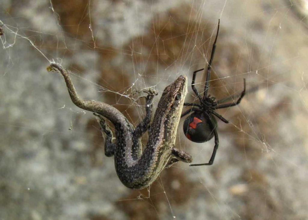 animali australiani pericolosi