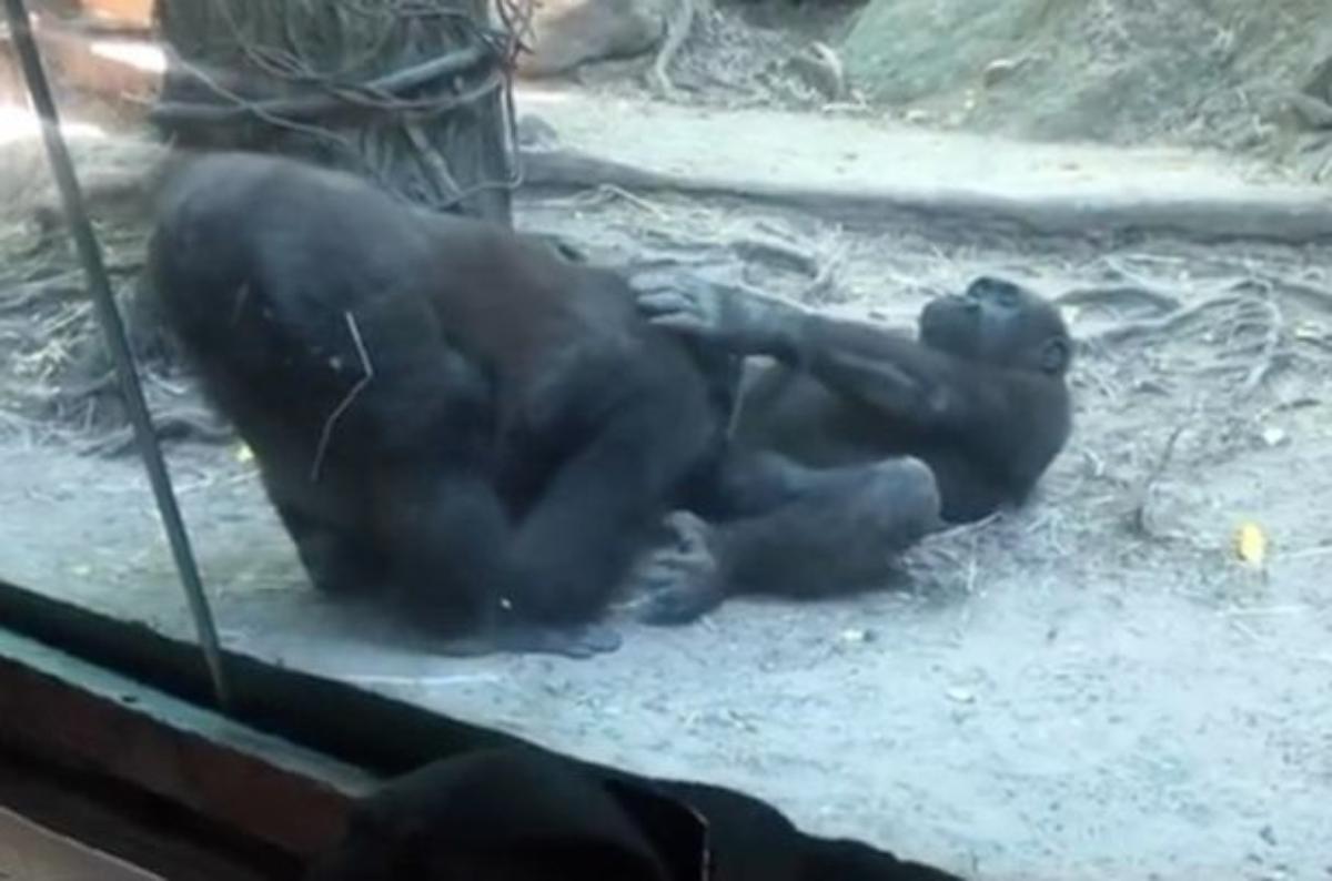 gorilla sesso orale zoo bambini