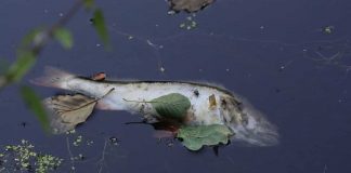 pesce morto