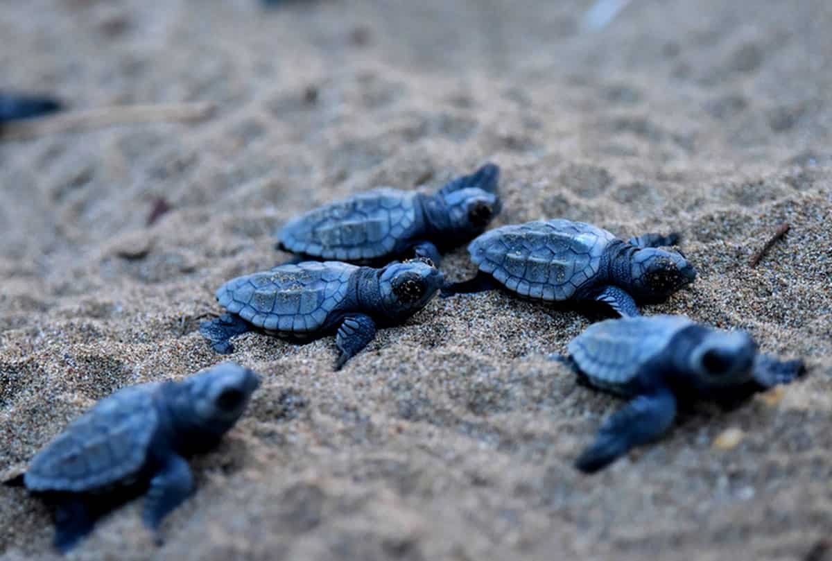 tartarughe caretta- caretta