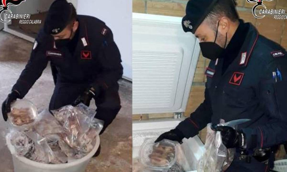 235 ghiri sequestrati dai carabinieri