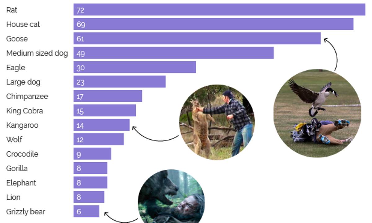 Classifica uomo vs animali