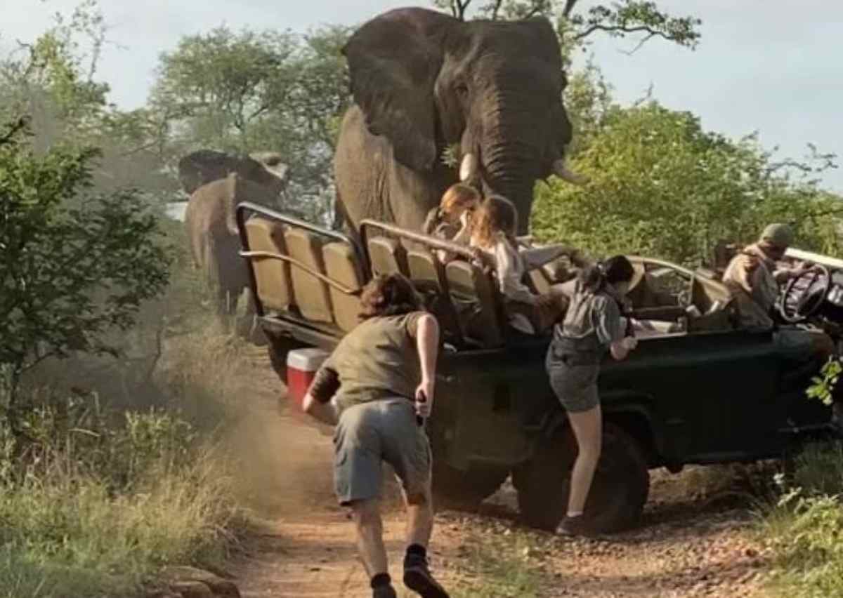 elefante eccitato safari mezzo studenti aggressione