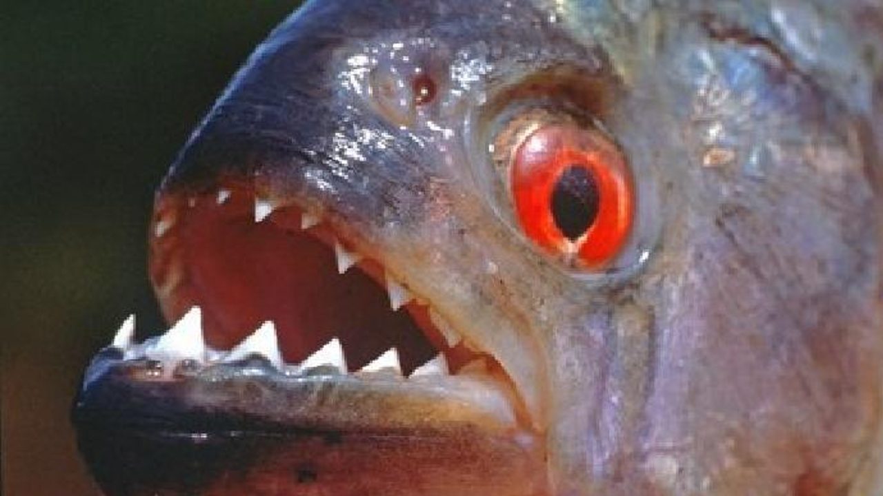 piranha brasile