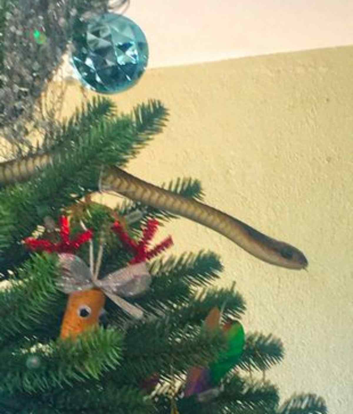 serpente albero di natale velenoso