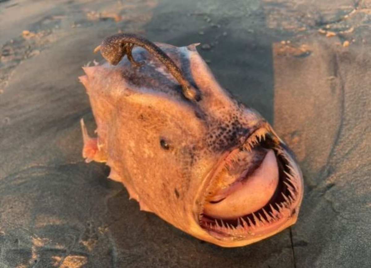 pesce palla mostro san diego spiaggia presagio