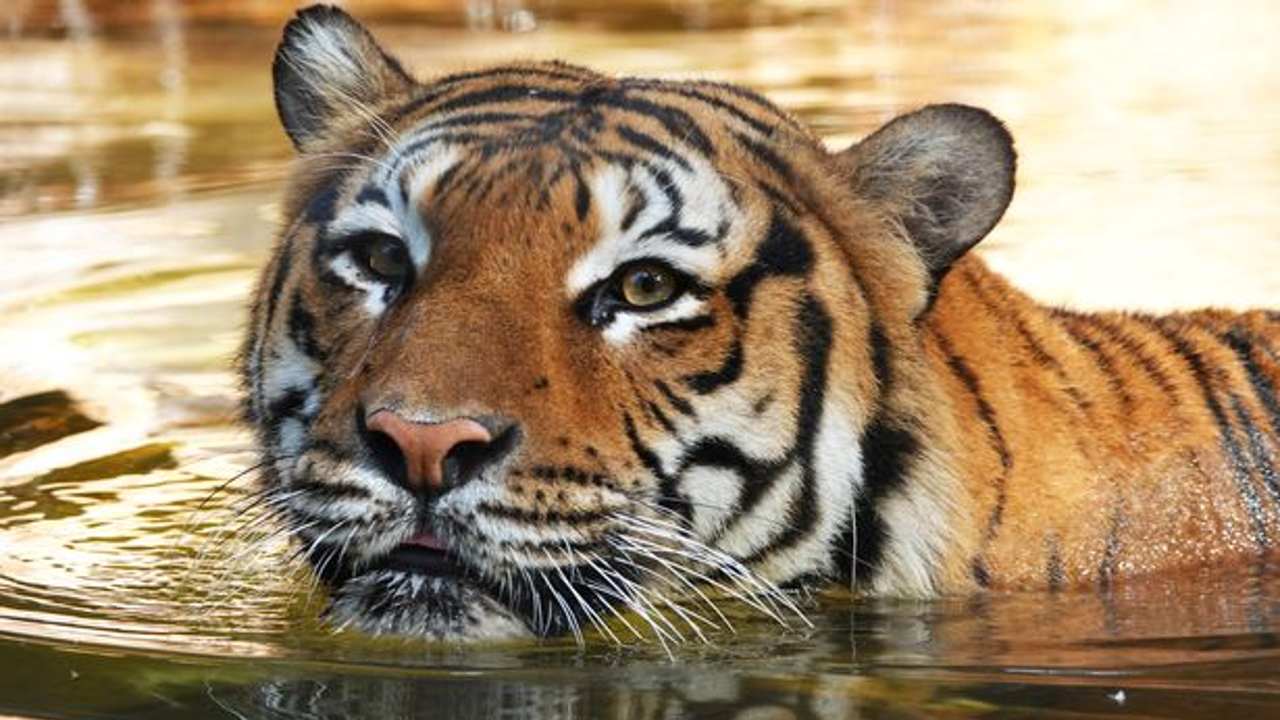 tigre della malesia zoo