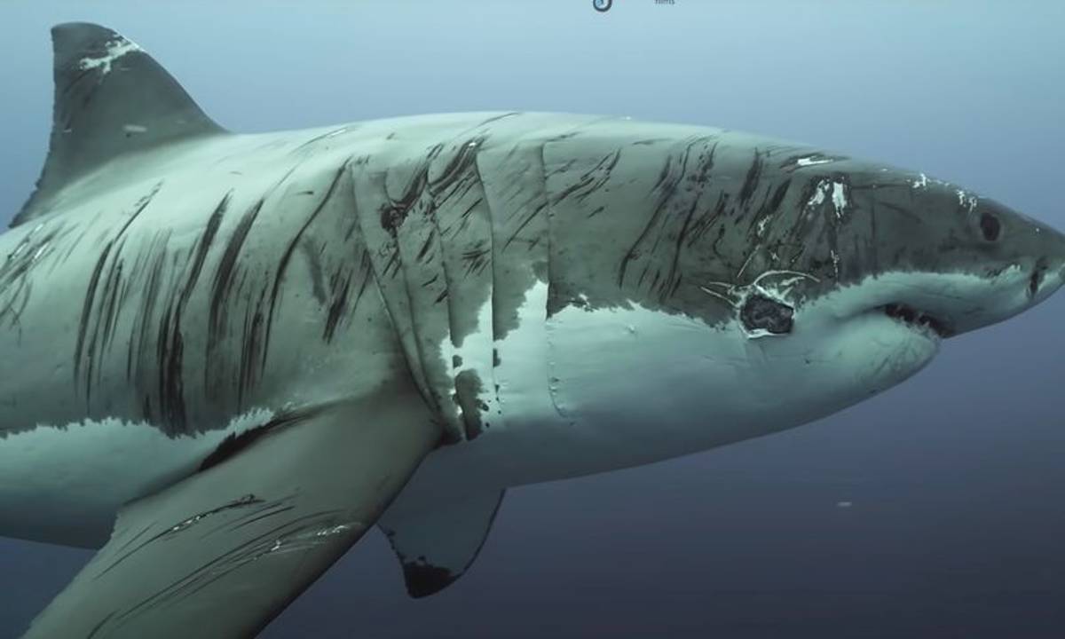 Ferito il grande squalo bianco: chi ha attaccato la creatura più temibile della Terra?
