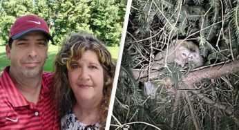 “Ho camminato tra le loro feci…”: preoccupazione per la donna a contatto con le scimmie dell’incidente in Pennsylvania