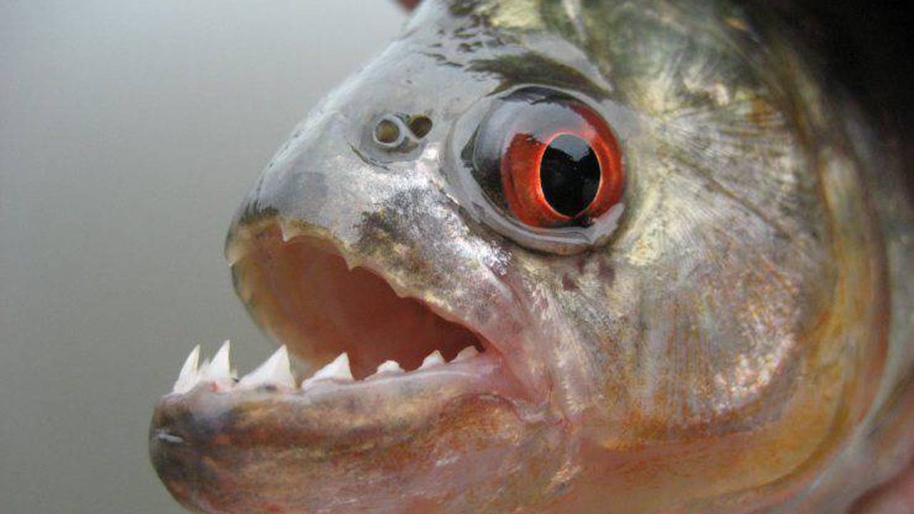 piranha paraguay