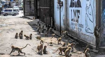 Drogate di bevande e snack dolci, scimmie invadono una città thailandese: è caos tra i cittadini