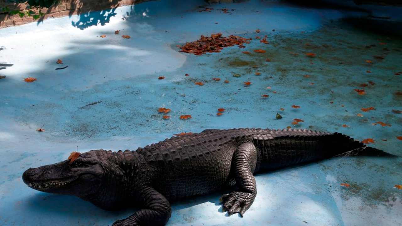 piscina coccodrilli 