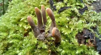 Ritrovamento shock durante una passeggiata nel bosco – è la mano di un cadavere?