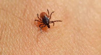 Allarme zecche in Italia: morta una donna per rickettsiosi | Come si cura e come evitare il morso