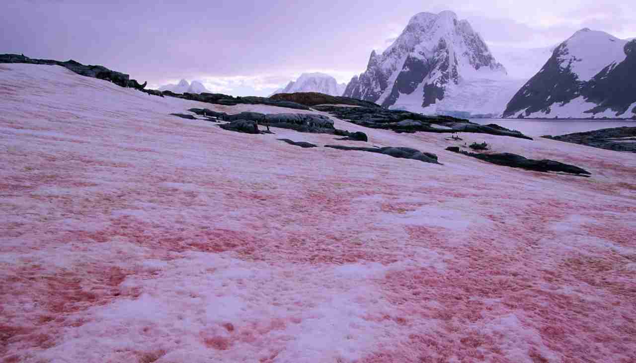 Neve di Sangue