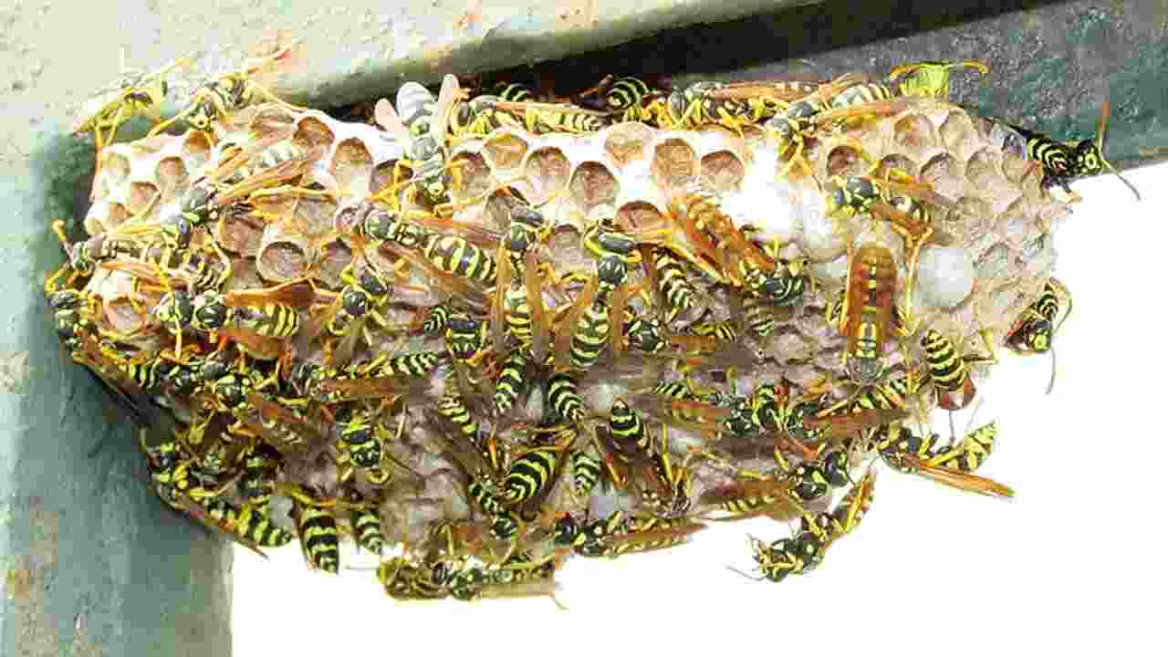 nido di vespe 