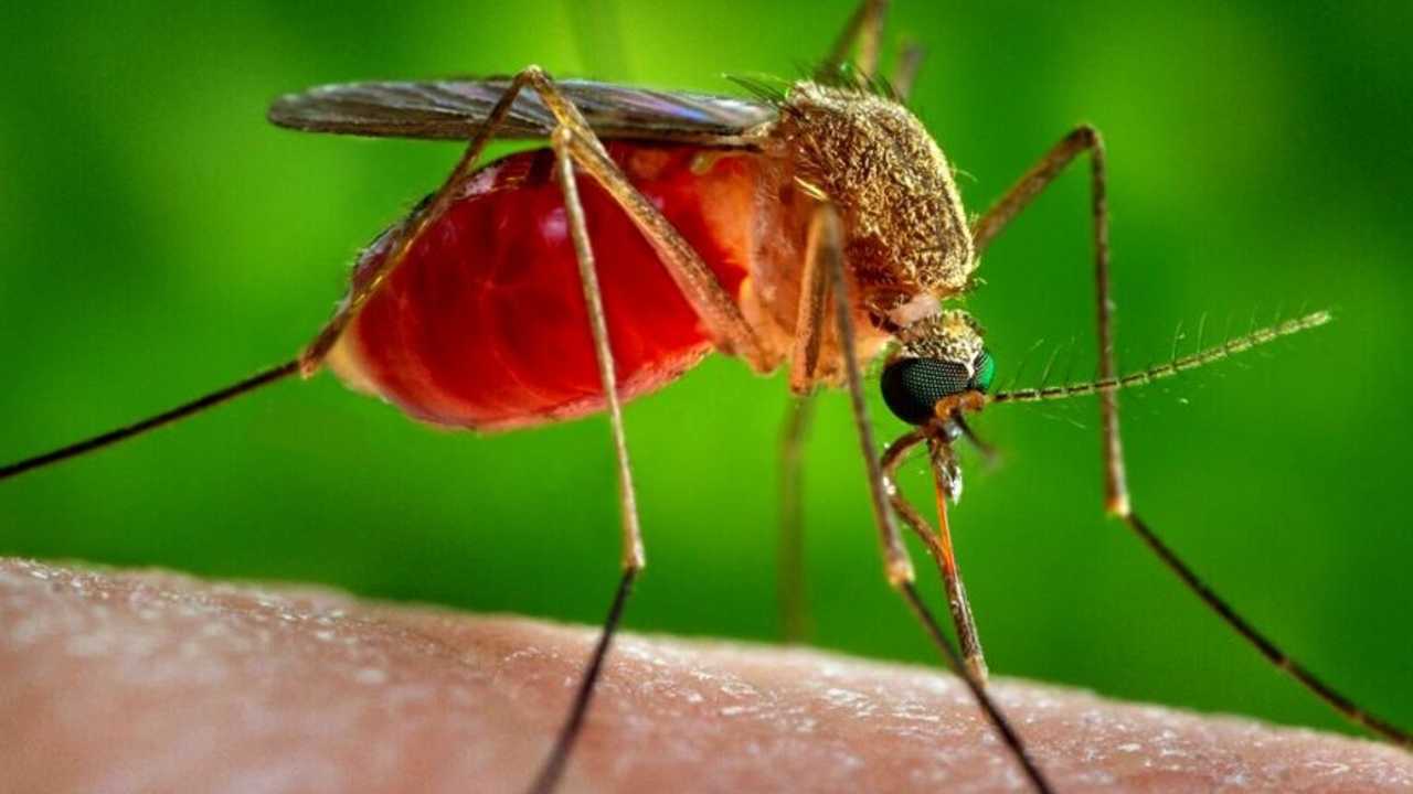 west nile virus