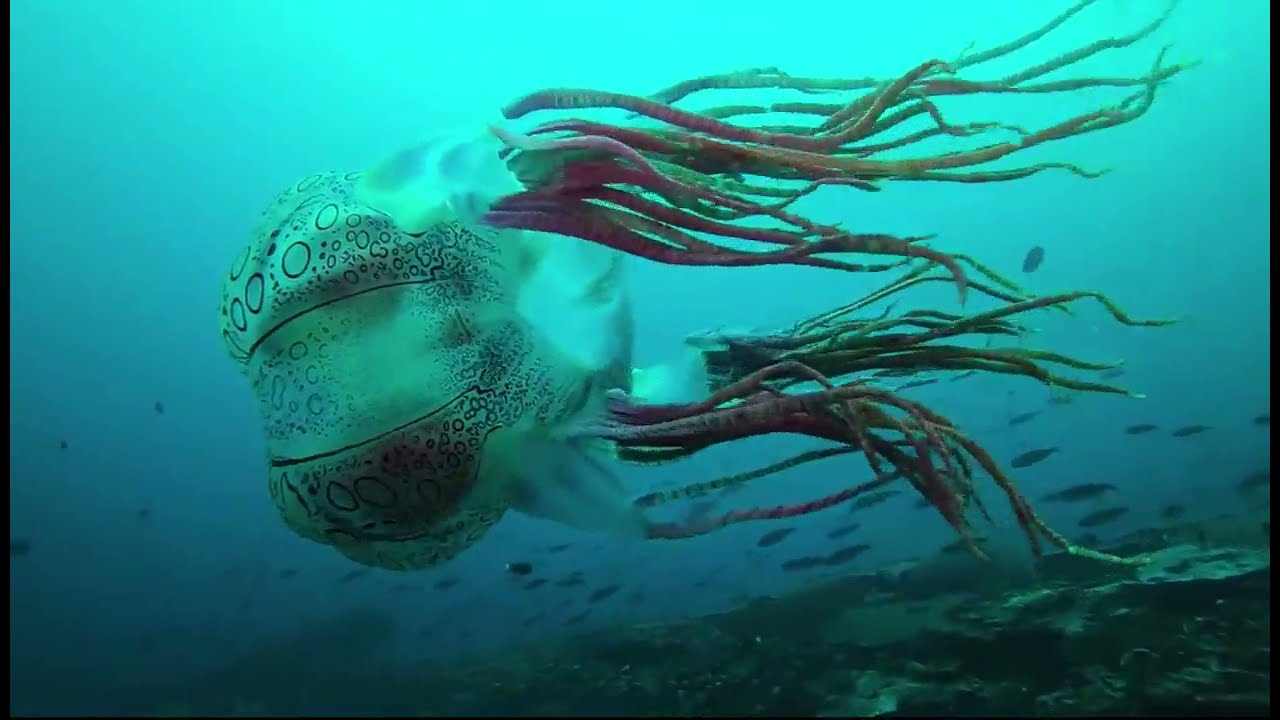 specie-di-medusa