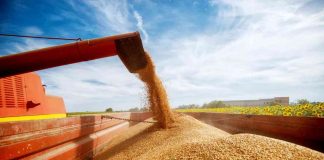 quanto-grano-produce-ucraina