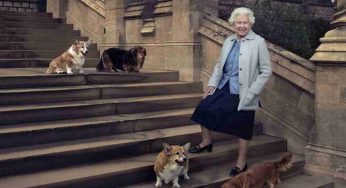 La Regina e la passione per il Welsh corgi: la dinastia partita da Susan | Chi li adotterà adesso?