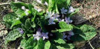 mandragora