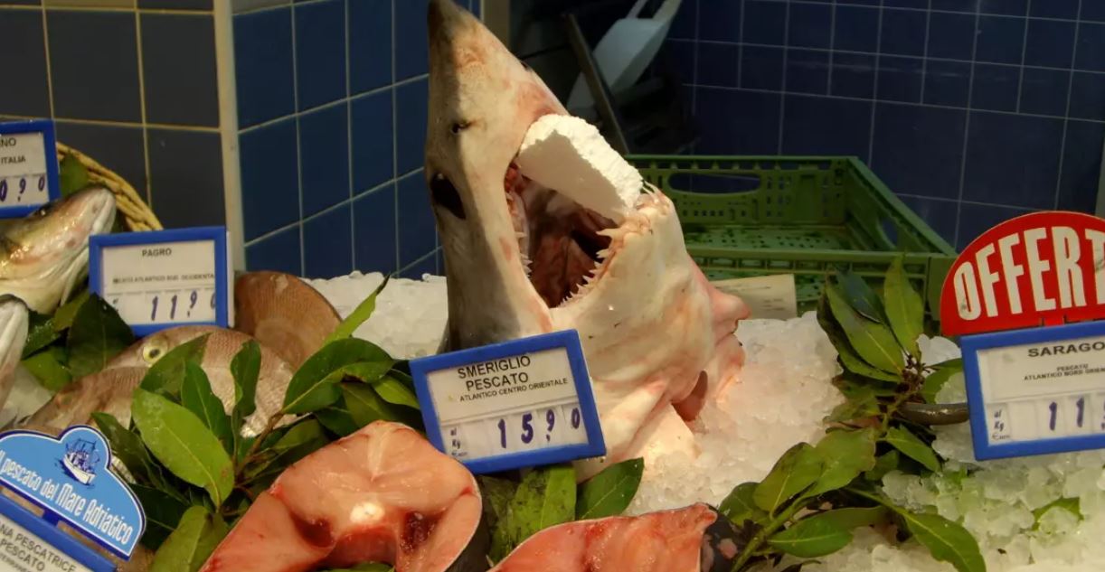 pesca-squali-italia