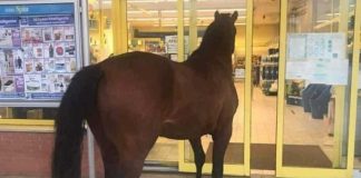 Un cavallo nel supermercato
