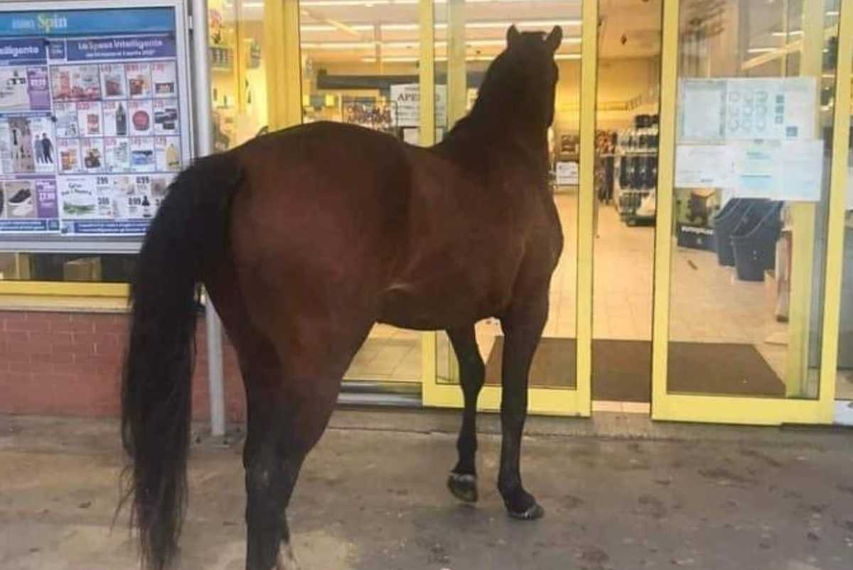 Un cavallo nel supermercato