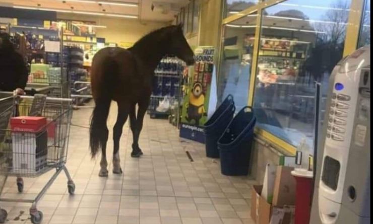 Cavallo nel supermercato 