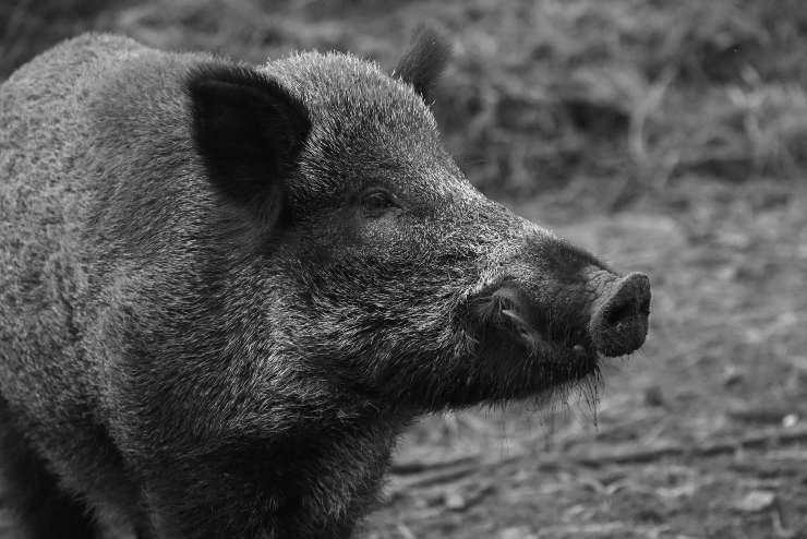 Ragù di cinghiale: la proposta del governo sull'abbattimento