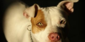 Aggressione pitbull